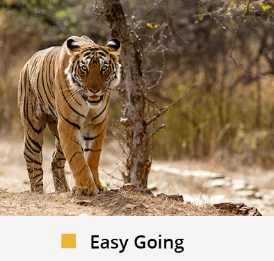 India: Triángulo de Oro + Safari